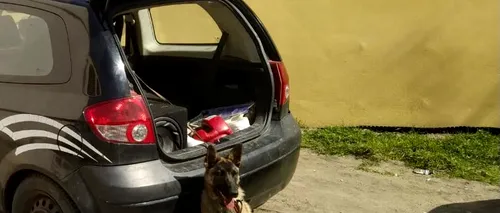Câine abandonat într-o mașină, în Arad! Animalul, un ciobănesc belgian de aproximativ 9 luni, era legat și a stat așa două zile