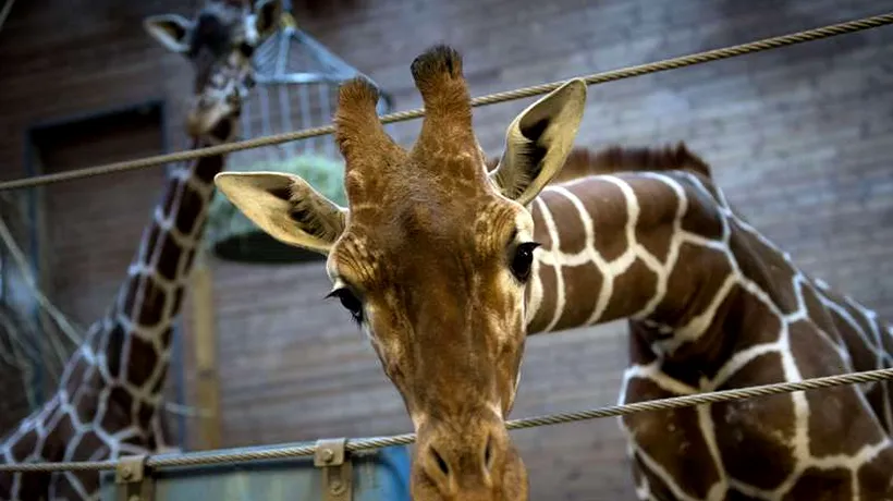 Un pui de girafă de la o grădină zoologică din Copenhaga a fost ucis și disecat în fața vizitatorilor