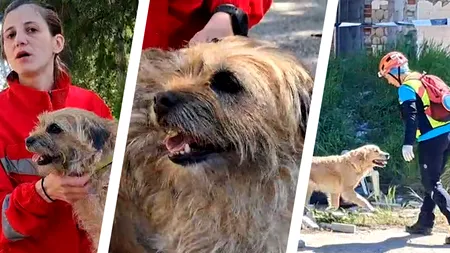 Pedigree de eroi. Cățeii salvatori de oameni s-au distrat de minune într-o competiție pe viață și pe moarte la Craiova