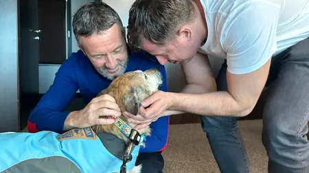 (P) Consiliul Județean Ilfov a lansat o PLATFORMĂ pentru adopții de ANIMALE fără stăpân, din județ