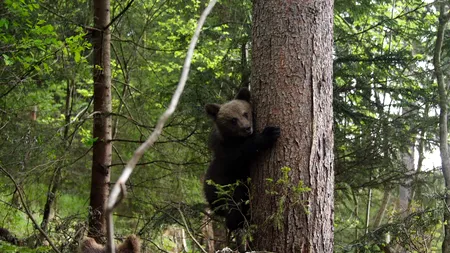 Doi urși din Soci, deveniți alcoolici, vin la recuperare în România