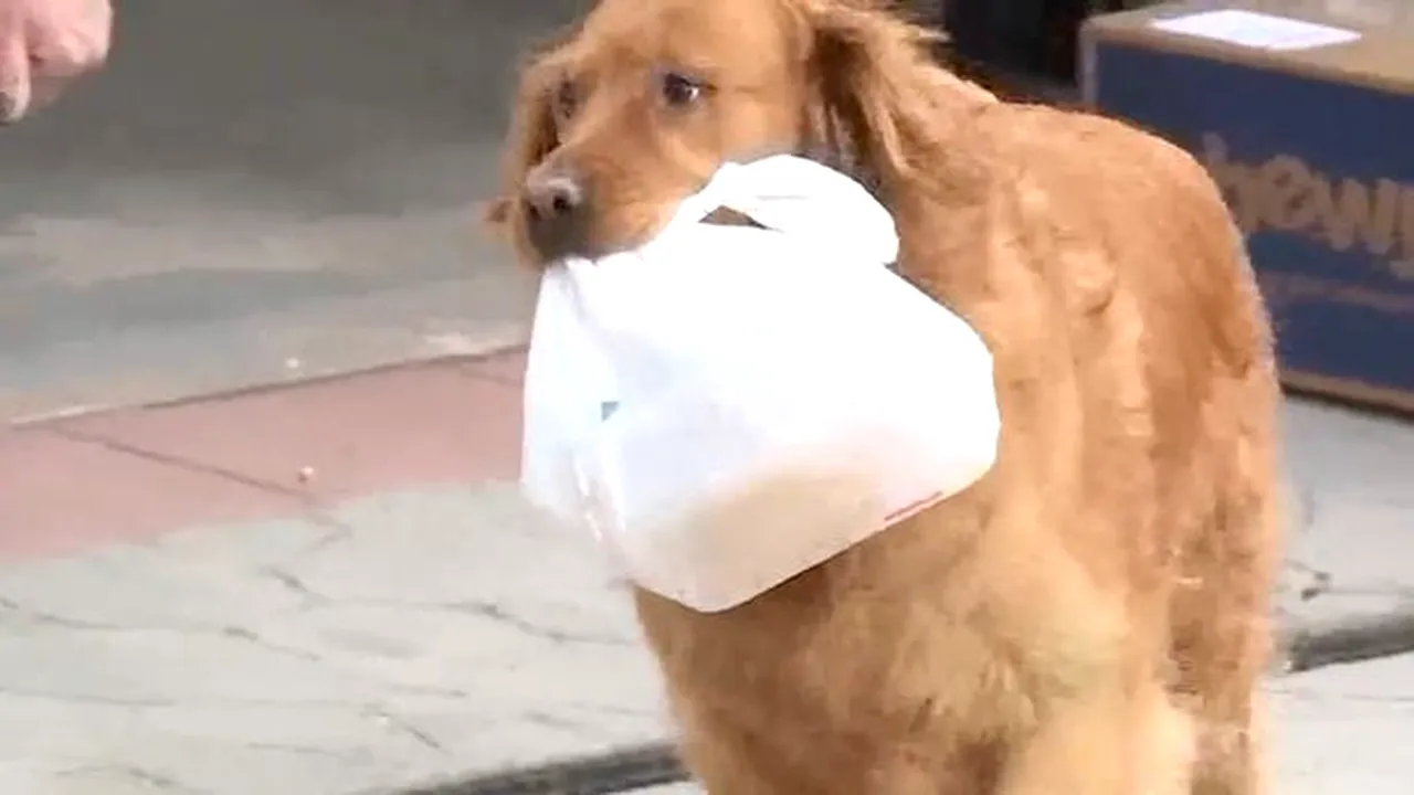 POVESTE INEDITĂ | Un cățel îi duce alimente vecinei bolnave, căreia i-ar fi fatală o infecție cu noul coronavirus