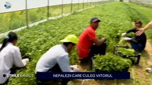 Producătorii agricoli locali nu mai găsesc MUNCITORI pe teritoriul țării noastre și apelează la forța de muncă din Nepal