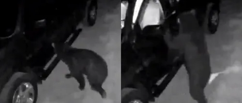 Urs considerat „delincvent în serie”, după o serie de furturi din mașini: „A provocat pagube considerabile” - VIDEO