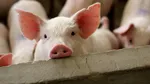 Doi bărbați din Florești s-au înjunghiat între ei, după ce nu s-au înțeles cum să împartă carnea unui porc care nici măcar nu era al lor