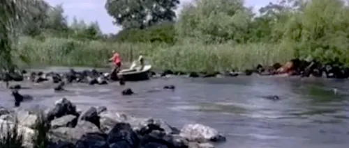 #cugandullaanimale. Barbarie în Delta Dunării. Cai înecați după ce o ambarcațiune a încercat să forțeze trecerea - VIDEO
