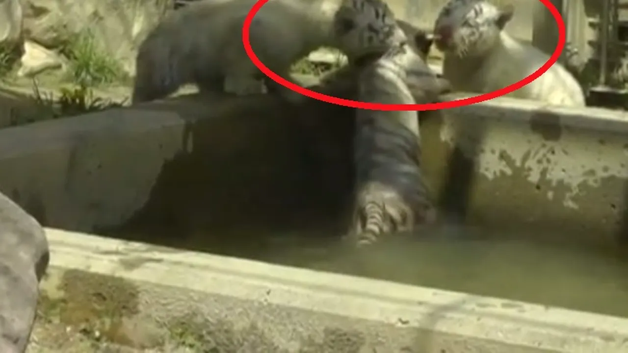 Operațiune de salvare inedită. Clipul cu un pui de tigru alb care își ajută fratele să iasă dintr-o piscină a devenit viral
