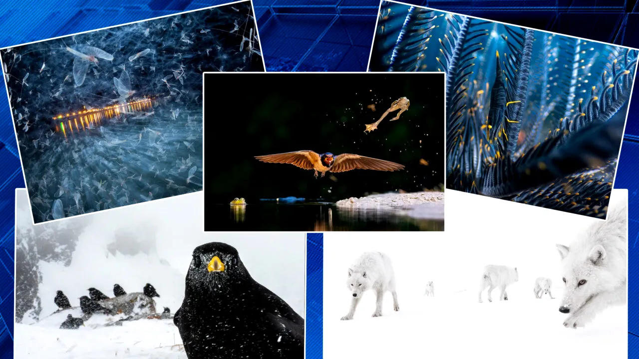 Corali, ciuperci și alte adevărate „minuni ale lumii“: cine este câștigătorul concursului de fotografie în prim-plan din 2026. Imagini uluitoare