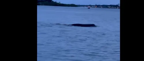 VIDEO | Creatură misterioasă observată într-un lac din Florida. Vietatea avea peste 3 metri și mârâia