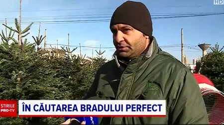 În căutarea BRADULUI perfect. Cât costă pomul de Crăciun anul acesta