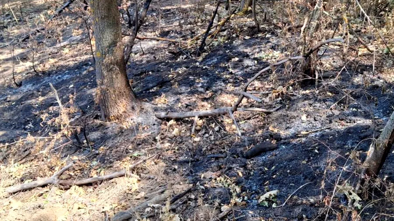 Fenomen misterios la Arad: incendii subterane și copaci care ard din interior