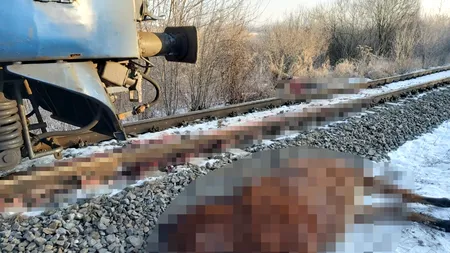Cinci cai au murit după ce au fost loviți de tren în județul Bistrița - FOTO