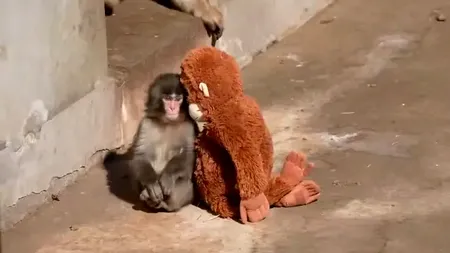 Povestea tristă a lui Punch, mica maimuță părăsită de mama sa, care a cucerit întreaga lume. Experții explică de ce își abandonează animalele puii