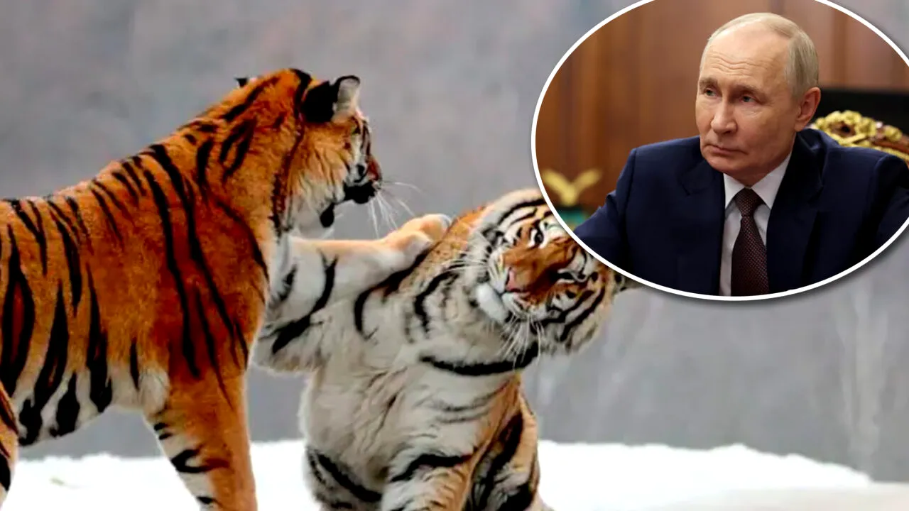 Putin dăruiește patru tigri de Amur Kazahstanului înaintea vizitei sale. Când ajunge președintele rus la Astana și ce evenimente are pe agendă
