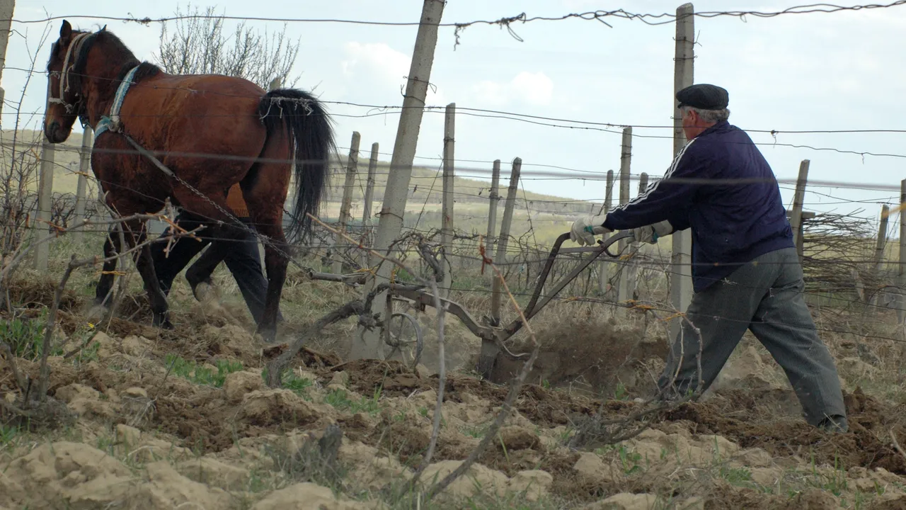 Peste 95.000 hectare de culturi din județul Vaslui, calamitate din cauza secetei