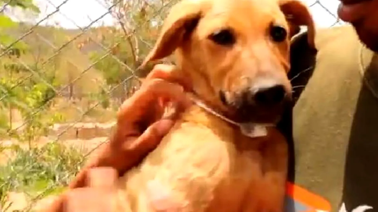 Acest câine a scăpat de la moarte în ultima clipă. Sute de mii de oameni au vrut să vadă momentul în care a fost salvat