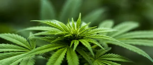 Plante de cannabis de 2,5 metri înălțime, găsite după percheziții în Mehedinți