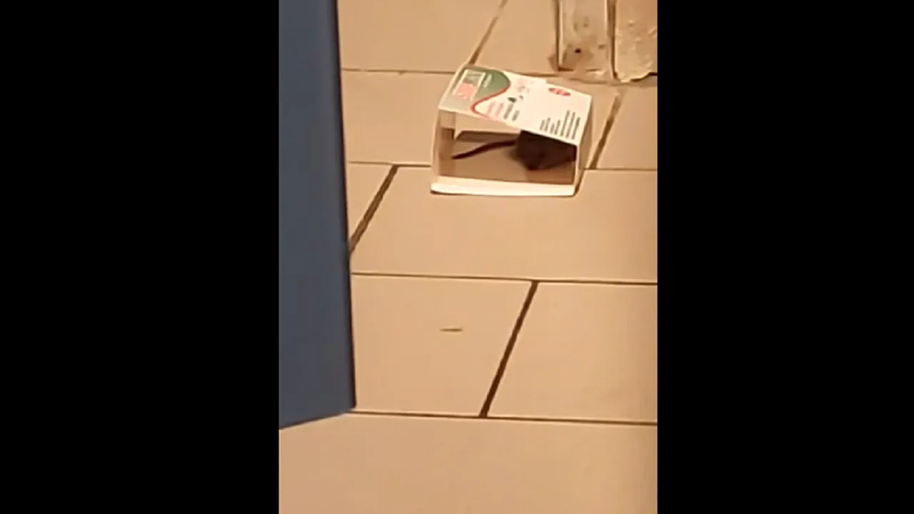 VIDEO | Șoarece filmat într-un supermarket din Buzău, lângă raionul de patiserie. DSVSA a văzut imaginile și a luat primele măsuri