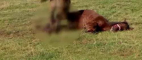 Cal din Iași, eutanasiat după ce a fost găsit cu răni de secure şi fracturi grave la un picior. Suspect este un bărbat, acuzat în trecut că ar fi provocat și moartea unei vaci 