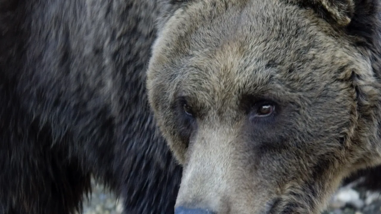 Ce spune Victor Ponta despre braconierul decedat în urma atacului ursului