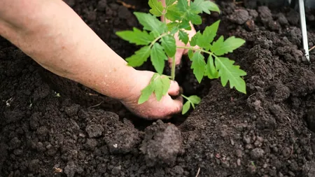 Când este cel mai bun moment pentru a planta răsadurile de ROȘII în grădină? Secretul pentru o recoltă bogată și sănătoasă