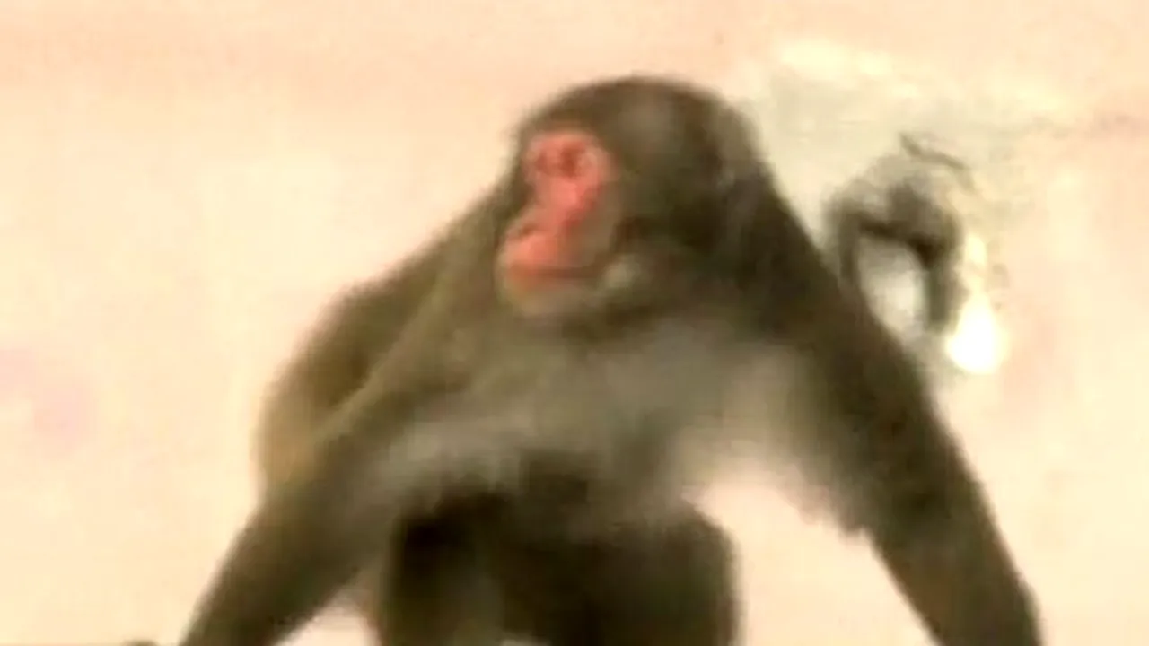 Marcel Eroul Risipitor, macacul care a umblat slobod prin Capitală, a fost rebotezat Aki