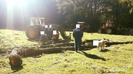 Jandarmii au UMOR: Au blurat fața unui CÂINE surprins în preajma unor hoți de lemne
