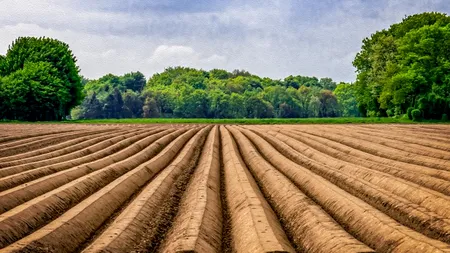 SINUCIDERE. Un român care culegea sparanghel în Germania s-a spânzurat pentru că patroana la care lucra nu l-a lăsat să se întoarcă acasă