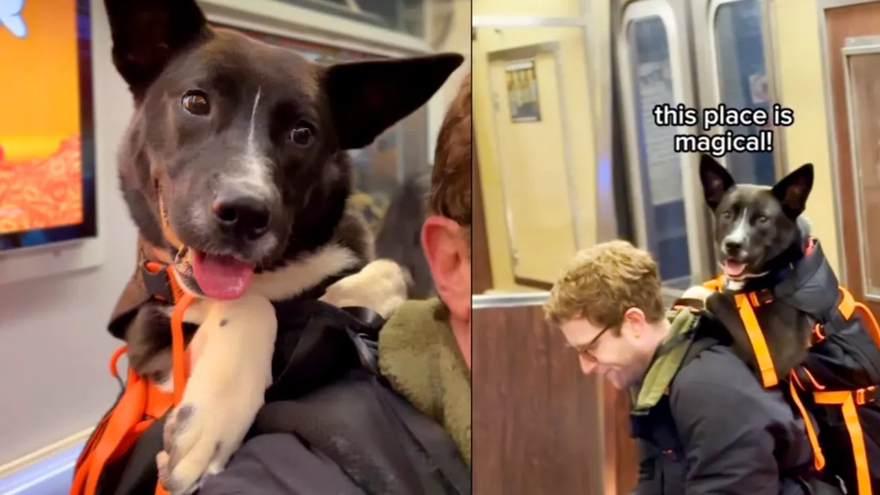 Un tânăr din New York plimbă câini în rucsac pentru a-i ajuta să fie adoptați. Imaginile fac înconjurul lumii