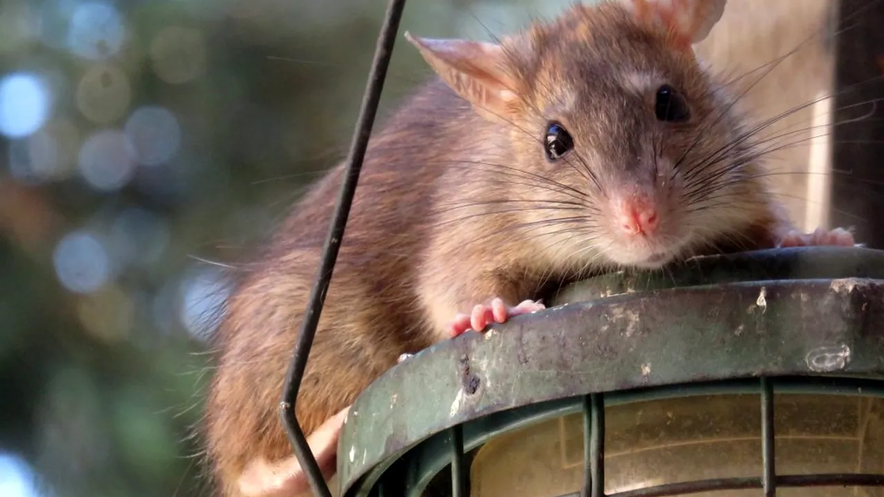 NOU PERICOL ÎN PANDEMIE. Șobolanii vor invada locuințele pe timp de izolare