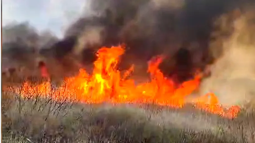 Incendiu puternic în Delta Neajlovului. Au ars peste 50 de hectare de vegetație uscată și stuf