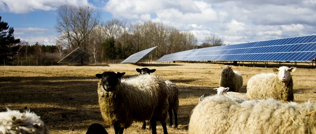 Un concept inovator aduce beneficii extraordinare pentru FERMIERI. Ce se întâmplă cu oile care pasc sub panourile solare?