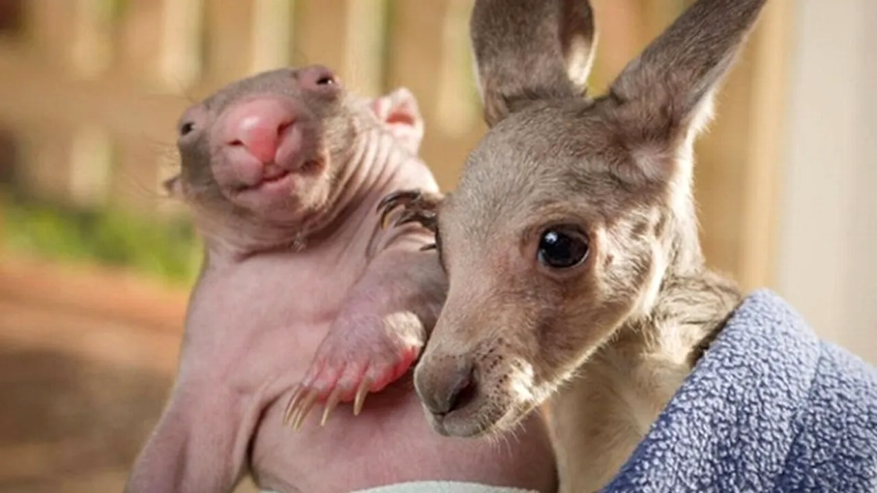 Prietenia care a doborât orice record