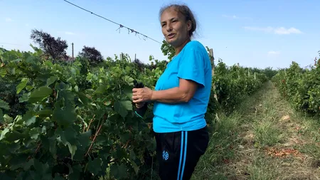 Strugurii din Valea Călugărească, culeși cu DEȚINUTE, din LIPSA zilierilor: Am văzut anunțul. Am negociat pentru 30 DE FEMEI