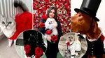 Haute couture pentru pisici si căței. Povestea româncei care transformă animalele de companie în vedete de podium