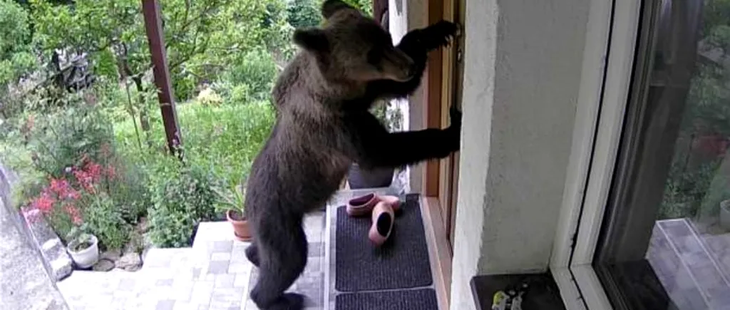 FOTO | Imagini fabuloase cu un urs care încearcă ușa unei case din Brașov