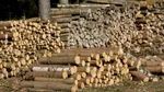 Dosar de corupție în domeniul forestier: 15 suspecți, inclusiv un primar și un fost director