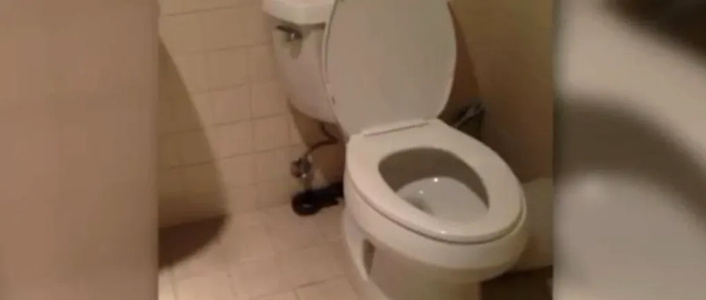 Amendă usturătoare pentru un timișorean care a aruncat vasul de toaletă la gunoi 