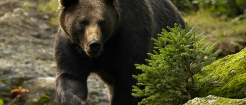 O ursoaică și puiul ei au fost îndepărtați de jandarmi dintr-o zonă cu turiști din Băile Tușnad