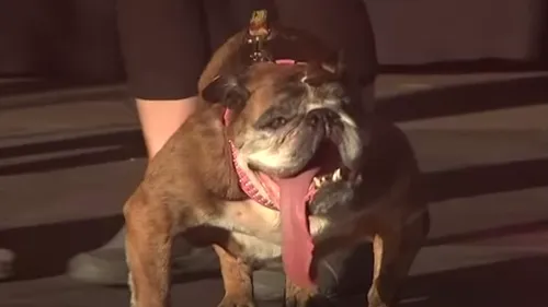 Zsa Zsa buldog englez cel mai urât câine din lume