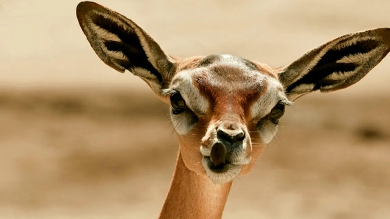 Atlasul creaturilor ciudate: 13 animale despre care nu știai că există