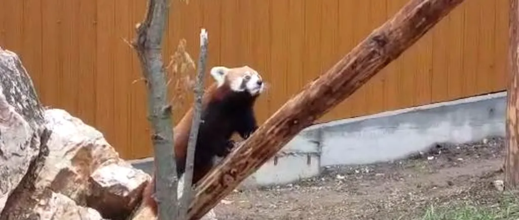 Peggy, o femelă de Panda roșu, noua atracție de la Grădina Zoologică din Brașov