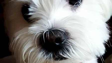 Proprietarii de câini sunt parteneri fideli. Motivul este cu adevărat interesant