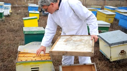 Farmacia unui apicultor. Românii au prins gustul mierii, după ce au aflat că ajută organismul să lupte împotriva cancerului