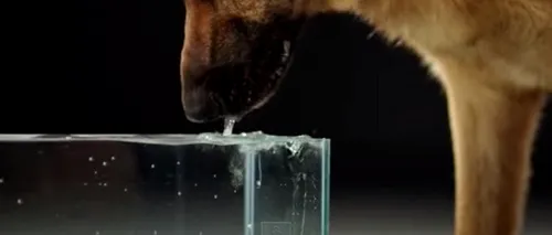 Cum beau, de fapt, câinii apă