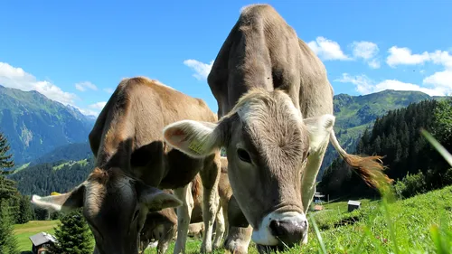 Câte milioane de lei au încasat cele mai mari zece ferme de bovine de carne din România. Cei mai mulți bani au mers către exploatațiile cu acționariat străin