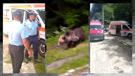 Doi turiști, atacați și răniți de un URS, în stațiunea Slănic Moldova