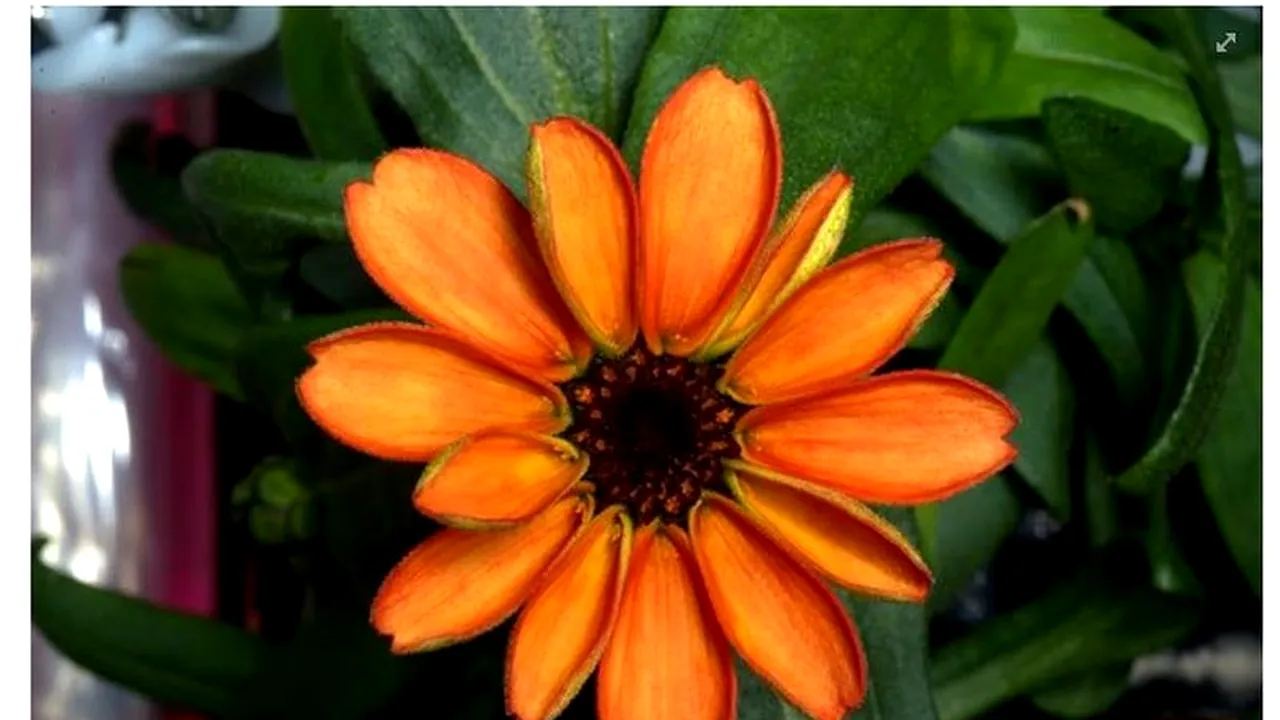 Fotografie inedită: Prima floare crescută în spațiu