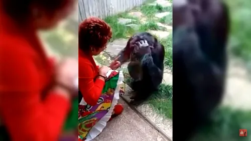 Motivul incredibil pentru care o grădină zoologică din Belgia interzice vizitele unei femei: ”Iubesc acel animal și el mă iubește”