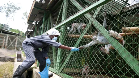 Ce scoate la iveală un raport al OMS: Coronavirusul provine de la animale, nu dintr-un laborator